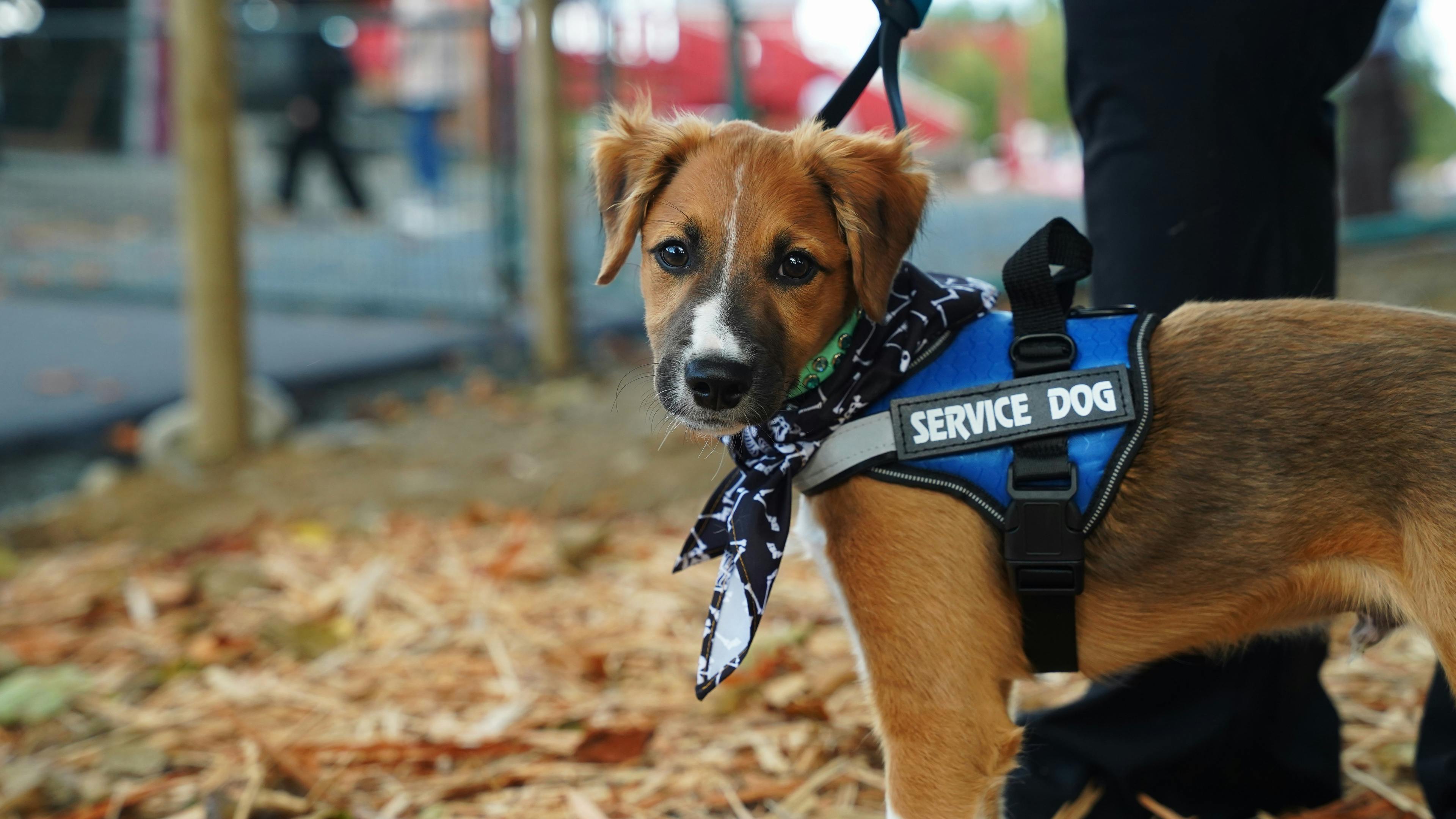 Guide Dog in Training